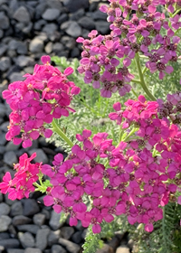 Achillea millefolium 'Rosa Maria'